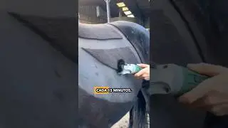 ¿Sabías esto sobre los caballos? 