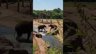 Reference for Animators: Elephants Playing at the Zoo