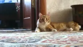Ходячий кот