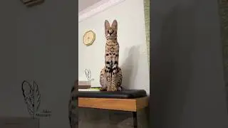 Спидран по Шортам 97