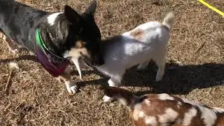 SloMo dog and goat kid