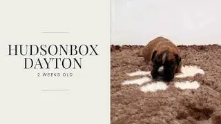 Hudsonbox Dayton @ 2 weeks old