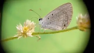 macro photography with smartphone  ft butterfly
