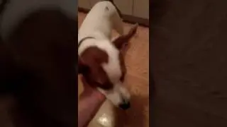 Как быстро научить собаку команде голос.