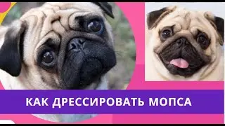Как обучать мопса. Дрессировка мопса трюкам. как дрессировать мопса  дома
