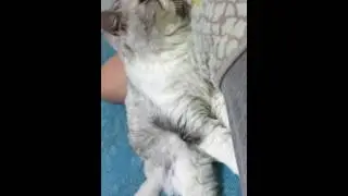 수다쟁이 고양이 집사 일어났냐아아아야야야옹 12시간을 자다니 죽은줄 알았다옹