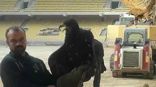Ο ΑΕΤΟΣ ΣΤΗ ΦΩΛΙΑ ΤΟΥ