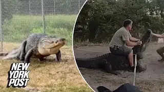 Florida deputies wrangle and duct-tape a massive gator stalking St. Petersburg school children