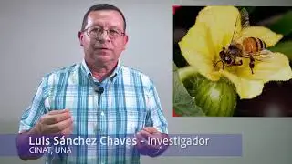 Seguridad Alimentaria y Abejas _CINAT