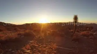 Joshua Tree - SunRise