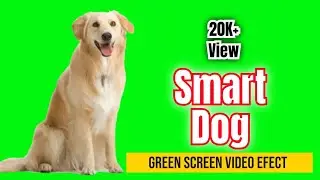 Dog Green screen,Deshi Dog  Green Screen,