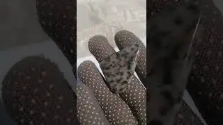 27 червня 2024 р.