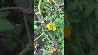 ТЕПЛИЦА РАДУЕТ 6.08.2024