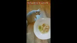 😂Пельмени в школе...🤣