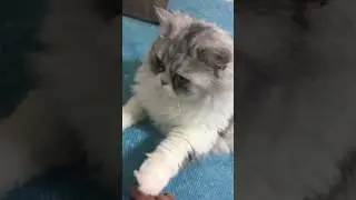 행복하면 야옹해!!!!