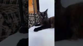 Селеста