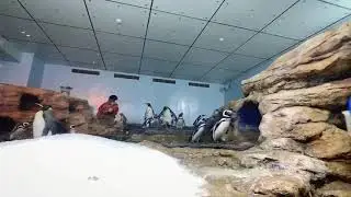 KOKOMI / Xpark 遇見可愛的企鵝們 🐧