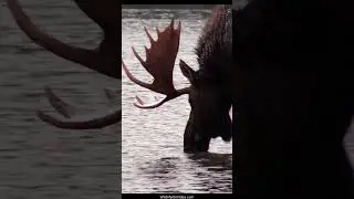 Huge Bull Moose Pursues Cow into Maligne Lake During the Rut