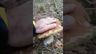 Здоровяк🍄‍🟫