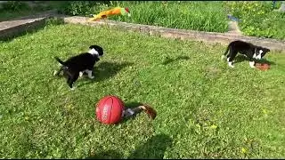 Бордер колли шикарные детки🔥🔥🔥