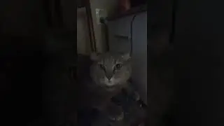 Кисуня