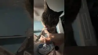 watch my cat drink bottled water for 8 minutes