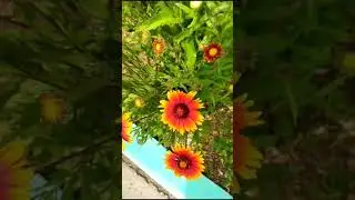 Моя клумба у подъезда.