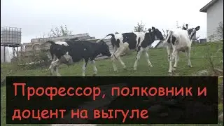 Preparing for winter/Vacuuming cows/Painting the walls in the barn/Getting rid of flies