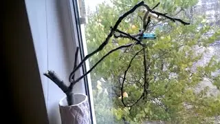 DIY Parrot Playground