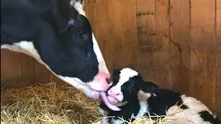 La Vaca da a Luz a un Hermoso Ternero