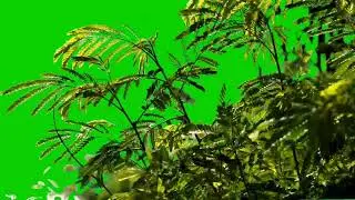 Garden Trees Green Screen Video | Free to use |