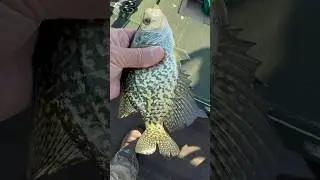 Crappie Hidden With Bluegills #Fishing #Shorts #Subscribe #Like #Crappie