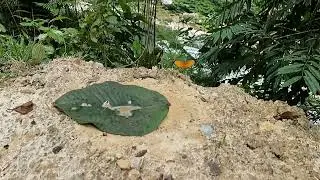 Coenophlebia archidona 240 fps part3