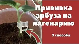 Прививка арбуза на лагенарию. 3 способа!