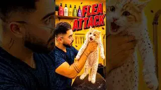He was covered in fleas 👹😳 but the ending is pure peace 🤍 
