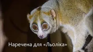 Самка вымирающего вида лори, живущая в Одессе, нашла себе пару