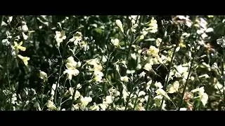 Trailer for 