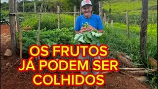 ASSIM ESTÁ A HORTA DO ZEZÉ