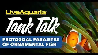 LiveAquaria® Tank Talk - Protozoal Parasites of Ornamental Fish - Pt. 2