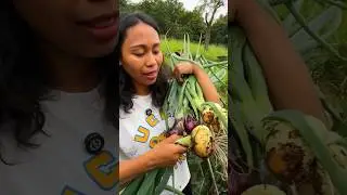 Panen bawang bombay merah & bawang bombay putih