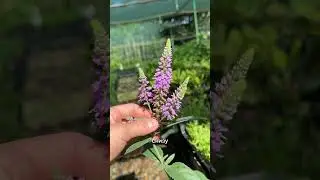 Розовые колоски