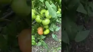 Томат розовый Пинк Айди F1/ НОВИНКА!