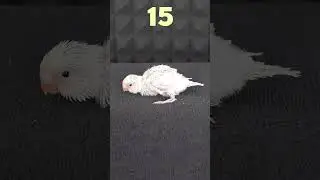 Как растет волнистый попугай. (Автор неизвестен. Отзовись!) 