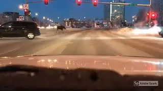 COPS - Anchorage Moose Edition