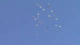 Пермские голуби.