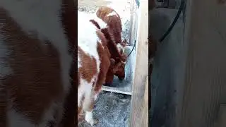 Телята водохлёбы)