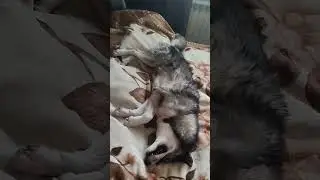 Сладкие ушки, валяются на подушке!