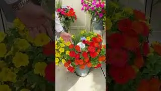 New Combos at Sakata Highlight Top Genetics | California Spring Trials 2025