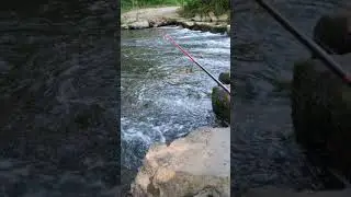 back to fishing 😍 #pike #fishing #river #tenryu