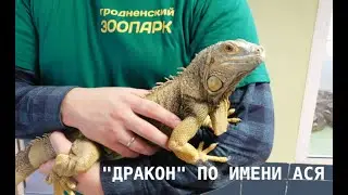 Выбран символ 2024 года!